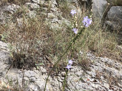 Campanula pyramidalis, photographed by Pavel Kacl