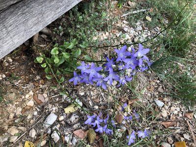 Campanula pyramidalis, photographed by Pavel Kacl