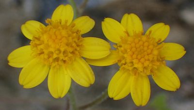 Cineraria geifolia, photographed by Nicola van Berkel