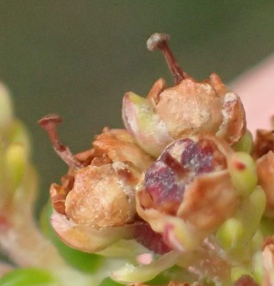 Erica arenaria, photographed by Nicola van Berkel
