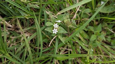 Richardia scabra, photographed by Jake Rehage