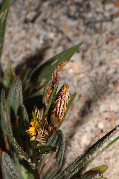 Romulea montana, photographed by Brian du Preez