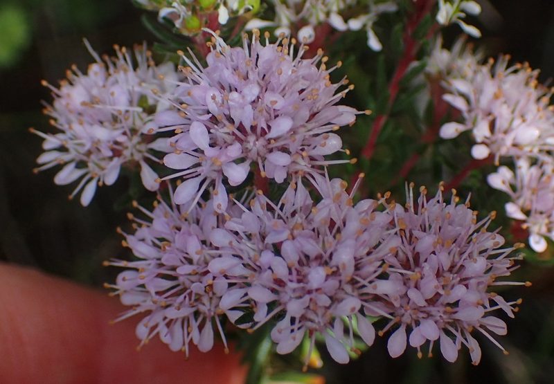 Agathosma cerefolia, photographed by Nicola van Berkel