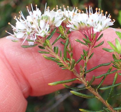 Agathosma cerefolia, photographed by Nicola van Berkel