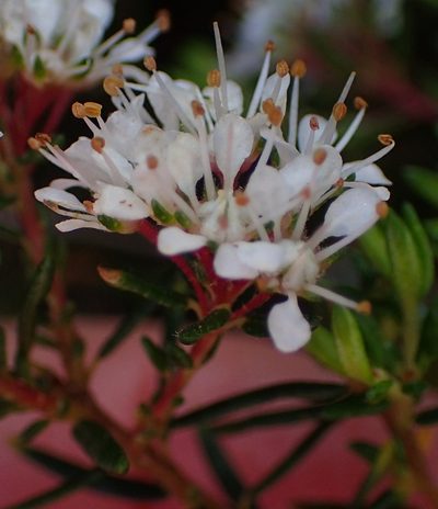 Agathosma cerefolia, photographed by Nicola van Berkel