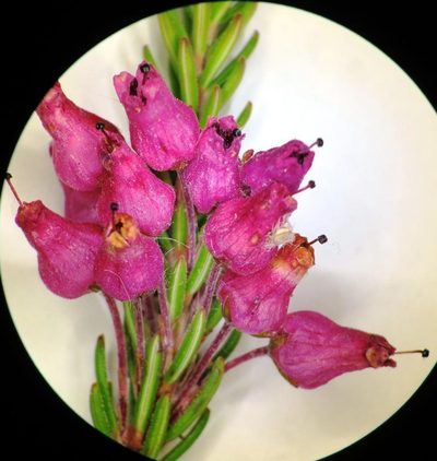 Erica insolitanthera, photographed by linkie