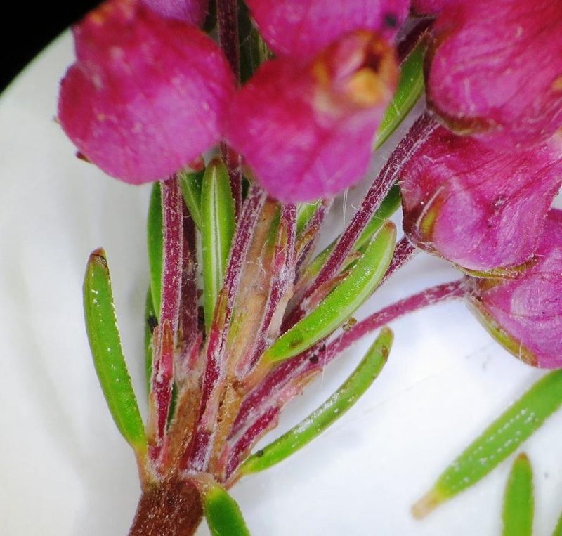 Erica insolitanthera, photographed by linkie