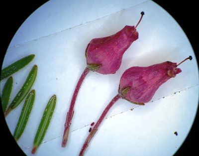 Erica insolitanthera, photographed by linkie