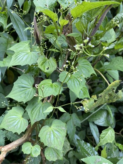 Valeriana scandens, photographed by Grete Pasch