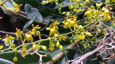 Cyrtochilum murinum, photographed by Juan Carlos Caicedo Hernández