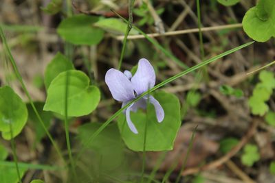 Viola epipsiloides, photographed by nina_nesterova