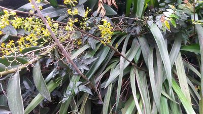 Cyrtochilum murinum, photographed by Juan Carlos Caicedo Hernández