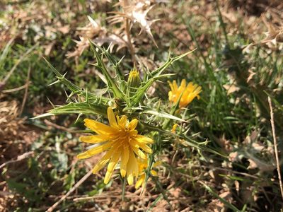 Scolymus hispanicus, photographed by Pavel Kacl