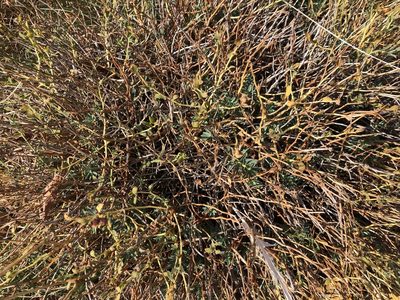 Euphorbia spinosa, photographed by Pavel Kacl