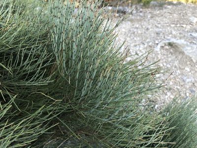 Ephedra procera, photographed by Pavel Kacl