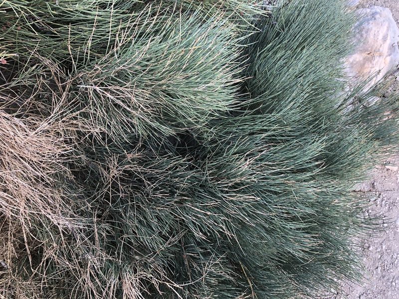 Ephedra procera, photographed by Pavel Kacl
