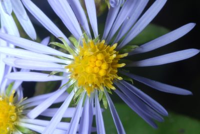 Symphyotrichum puniceum, photographed by Douglas Goldman