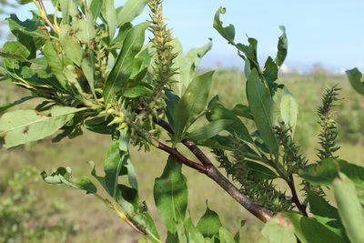 Salix phylicifolia, photographed by nina_nesterova