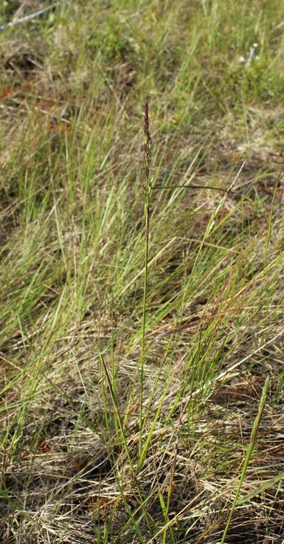 Calamagrostis lapponica, photographed by nina_nesterova