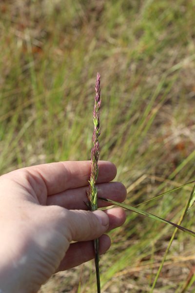 Calamagrostis lapponica, photographed by nina_nesterova