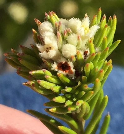 Phylica willdenowiana, photographed by Dave U