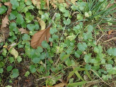 Hydrocotyle americana, photographed by Lynn Harper