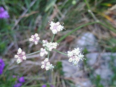 Seseli montanum, photographed by Yves Bas