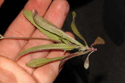 Wahlenbergia androsacea, photographed by Brian du Preez