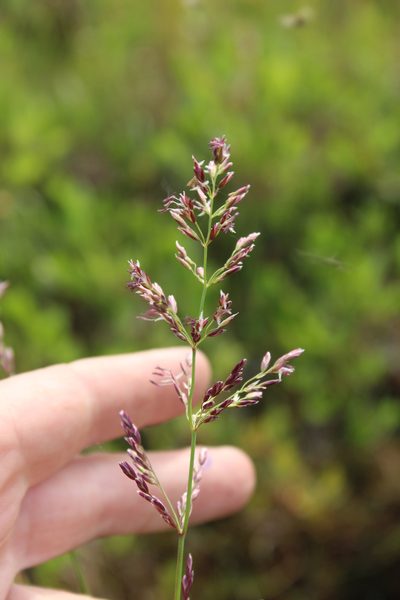 Arctagrostis latifolia, photographed by nina_nesterova