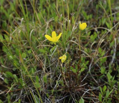 Saxifraga hirculus, photographed by nina_nesterova