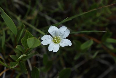 Cerastium regelii, photographed by nina_nesterova