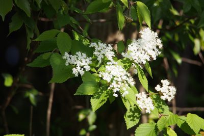 Viburnum erosum, photographed by harum.koh