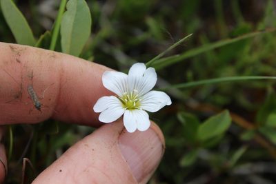 Cerastium regelii, photographed by nina_nesterova