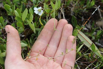 Cerastium regelii, photographed by nina_nesterova