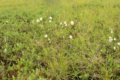 Eriophorum brachyantherum, photographed by nina_nesterova