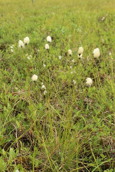 Eriophorum brachyantherum, photographed by nina_nesterova