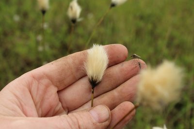 Eriophorum brachyantherum, photographed by nina_nesterova