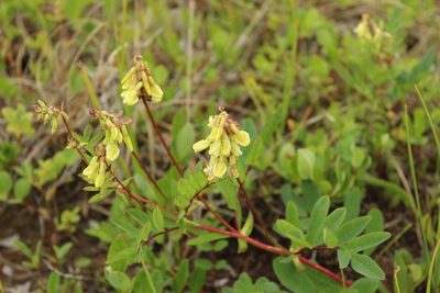 Astragalus frigidus, photographed by nina_nesterova