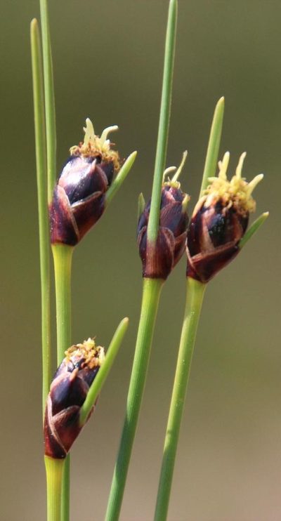 Ficinia levynsiae, photographed by Tony Rebelo