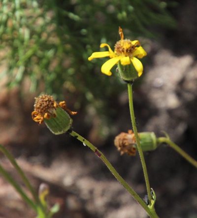 Bolandia pedunculosa, photographed by Tony Rebelo