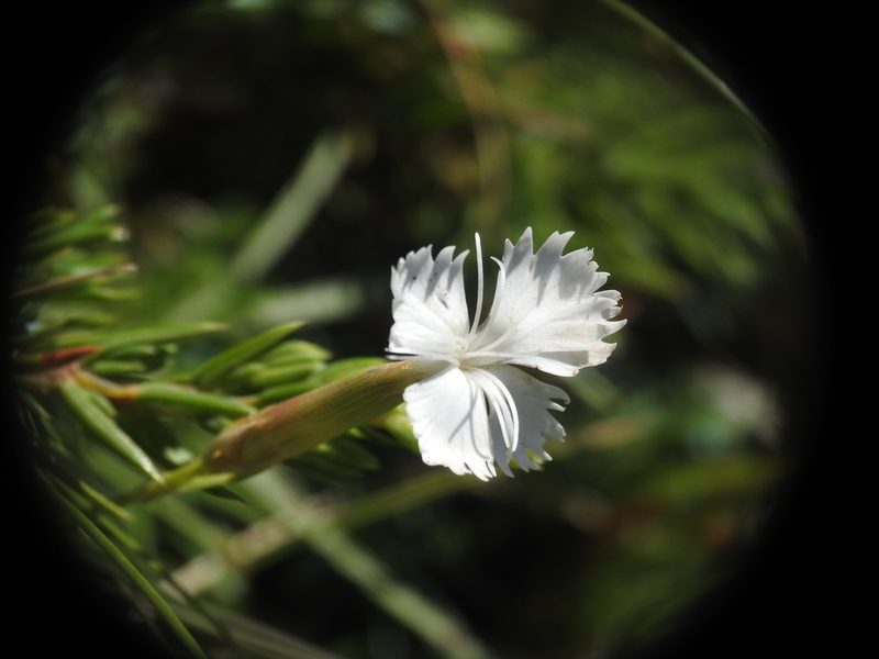 Dianthus petraeus, photographed by Yves Bas