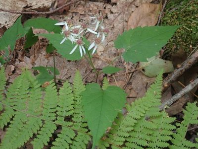 Eurybia divaricata, photographed by Lynn Harper