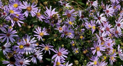 Symphyotrichum laeve, photographed by Susan Berry