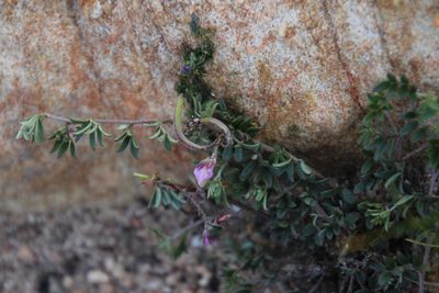 Indigofera pilgeriana, photographed by Tony Rebelo