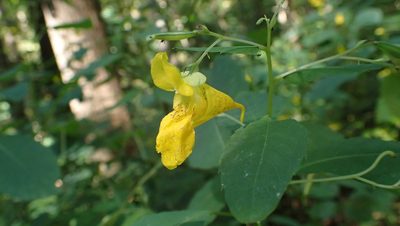 Impatiens pallida, photographed by John Abrams