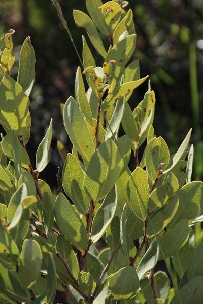 Euclea acutifolia, photographed by Tony Rebelo