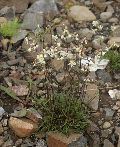 Silene chamarensis, photographed by nina_nesterova