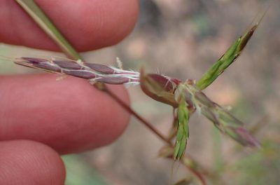 Cymbopogon marginatus, photographed by Nicola van Berkel