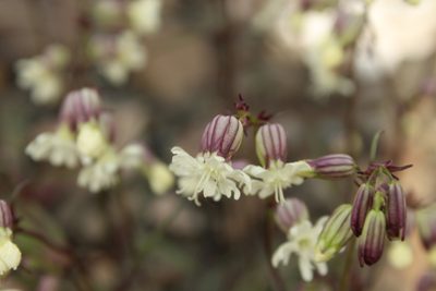 Silene chamarensis, photographed by nina_nesterova