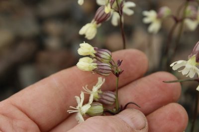 Silene chamarensis, photographed by nina_nesterova